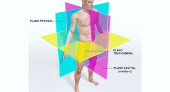 Planos anatómicos y términos direccionales