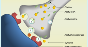 Diapositiva Anticolinérgicos y Anticolinesterásicos